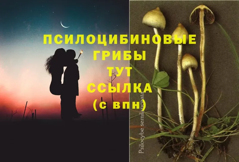 Галлюциногенные грибы Cubensis  Куровское 