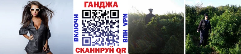 Каннабис планчик  Куровское 